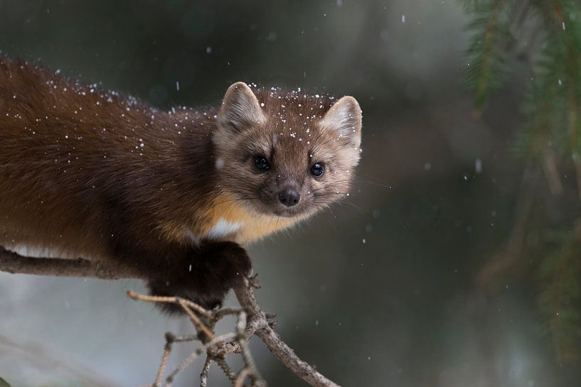 Pine Marten *Martes americana* by wunderbare Erde
