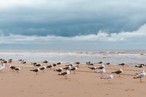 Strand Noordwijk