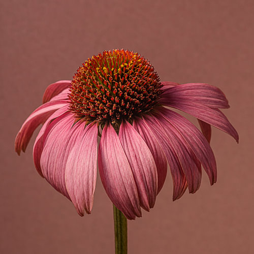 Oudroze met roze - Dansend zonnehoedje in een vierkant van Marjolijn van den Berg
