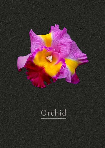 Orchid