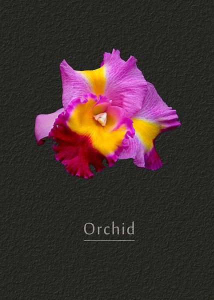 Orchidee von Leopold Brix