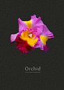 Orchidee von Leopold Brix Miniaturansicht