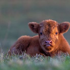 Babykuh im Gras liegend von Arjan Almekinders