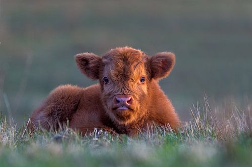 Bébé vache couché dans l'herbe