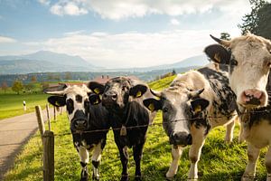 Les charmantes vaches de l'Allgäu, avec le Grünten et l'Oberallgäu