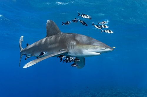 Carcharhinus longimanus