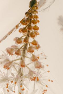 Tiarella in Eis 1 von Marc Heiligenstein