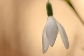 Snowdrop by Remco Stunnenberg