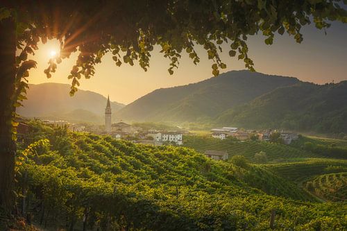 Collines du Prosecco, vignobles et village de Guia à l'aube