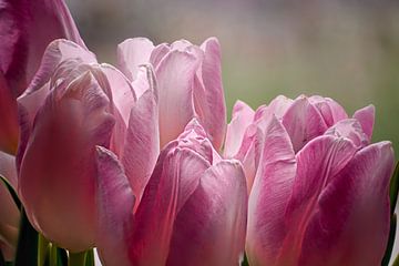 Tulipes dans la fenêtre en gros plan sur Joran Quinten