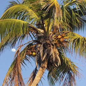 Palmtree von Marian Kramer