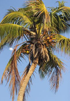 Palmtree