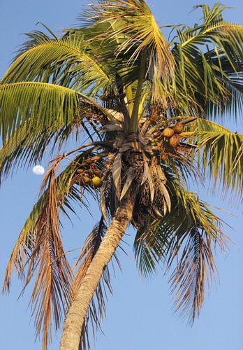Palmtree
