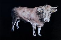 Kuh auf der Wiese - Rinderkopf blonder Aquitaine-Stier