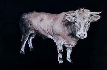 cow in the meadow - cow head blonde aquitaine bull