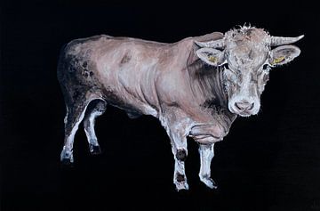 cow in the meadow - cow head blonde aquitaine bull