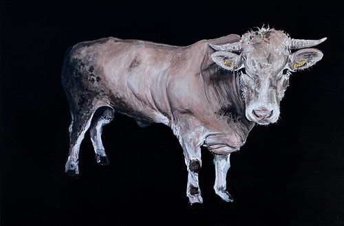 vache dans le pré - bovin tête blonde taureau aquitaine