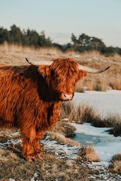 Schotse hooglanders van Jietske Donders