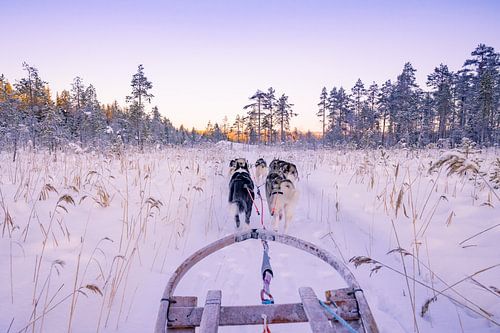 cool sunset during a husky ride