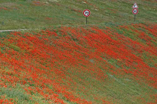Roter Teppich aus Mohnblumen entlang der Autobahn.