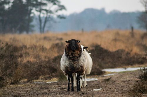 Sheep in a row - National Park Dwingelderveld