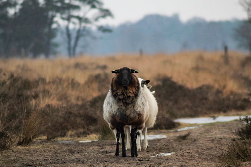 Moutons en rang - Parc national Dwingelderveld par PhotographIris