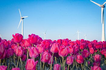 Windmühlen und Tulpen im Flevopolder