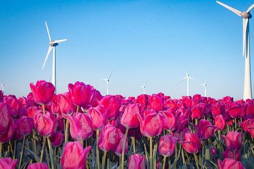 Windmolens en tulpen in de Flevopolder