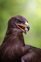 Steppe eagle against green background