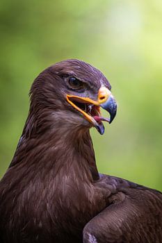 Steppenadler vor grünem Grund