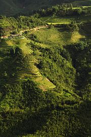 Rice fields, Sapa, Vietnam by Simone Diederich