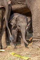 Young elephant under the paws of mother elephant