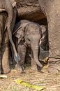 Jong olifant onder de poten van moeder olifant van Marcel Derweduwen thumbnail