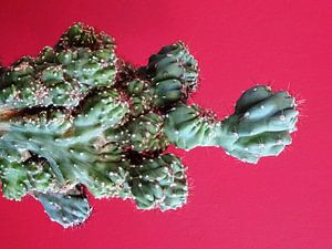 Kamerplant: SciFi Cactus 3-2