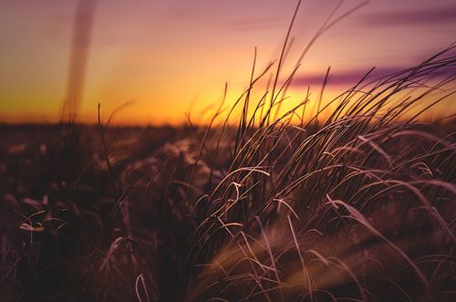 Dune grass in the evening light