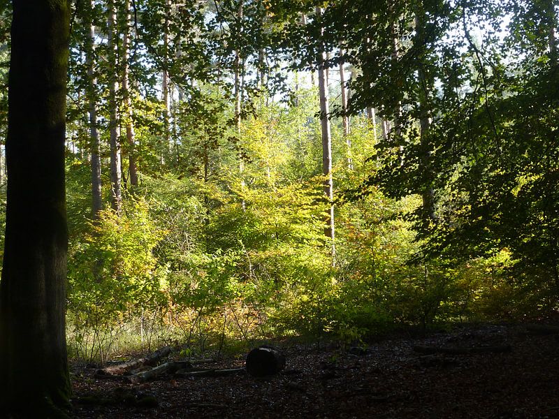 Zonnig bos von Ad Steenbergen