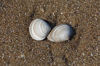 Des coquillages amoureux sur la plage.