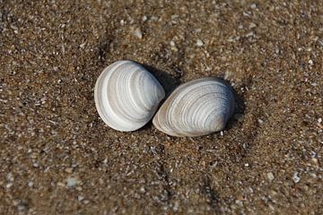 Verliefde schelpen op het strand. van Jurjen Jan Snikkenburg