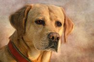 Labrador von Claudia Moeckel Miniaturansicht