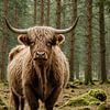 Majestueuze Hooglander in Rustiek Boslandschap van Sanne den Engelsman