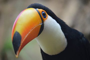 Toucan close-up van Dennis Mullenders