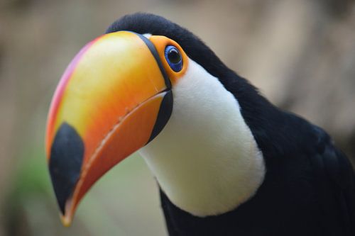 Toucan close-up