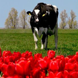 Vache hollandaise sur Capfield Photography