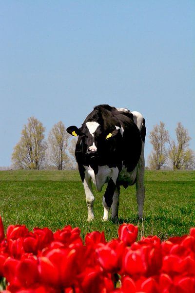 Vache hollandaise par Capfield Photography