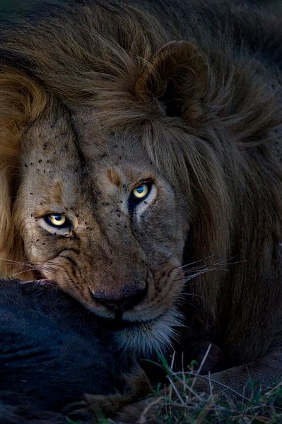 Mannetjes Leeuw geniet van prooi op de vlakte van de Serengeti, Tanzania. van Louis en Astrid Drent Fotografie
