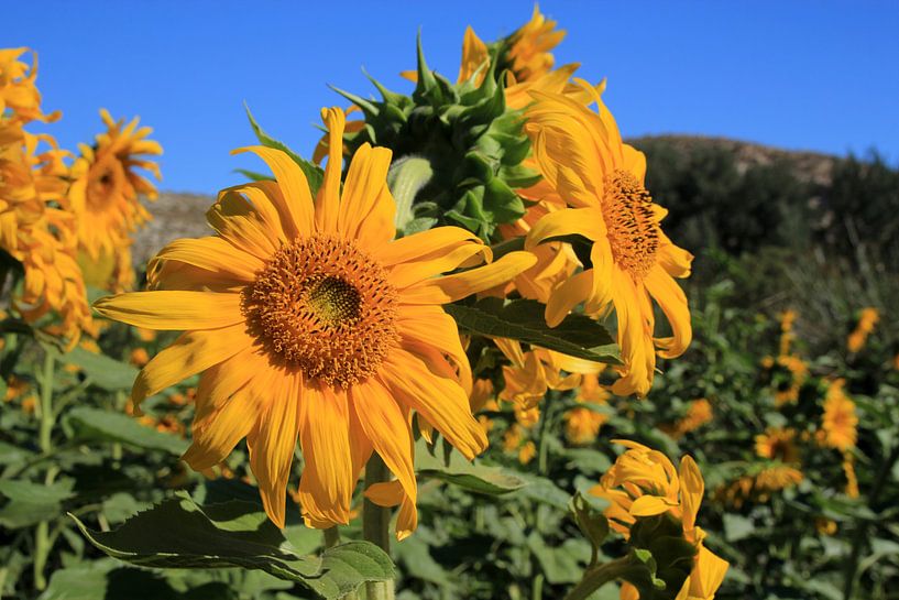 The Sunflower van Cornelis (Cees) Cornelissen