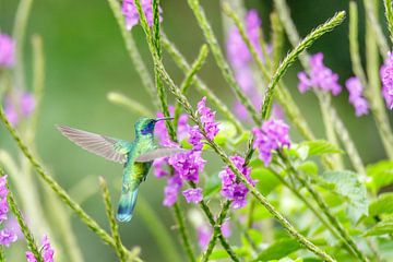 Kleine violetoor kolibrie van Eveline Dekkers