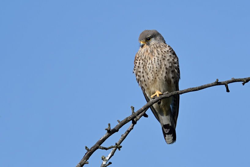 dans le pré-verger... Faucon crécerelle *Falco tinnunculus* sur son par wunderbare Erde
