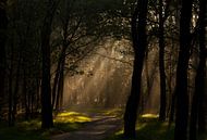 Mystical forest van Hans Koster thumbnail