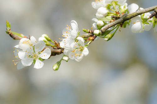 Bloesem - "Spring"